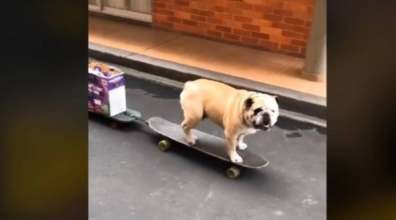 Perrito usa patineta para transportar su despensa y se hace viral en TikTok