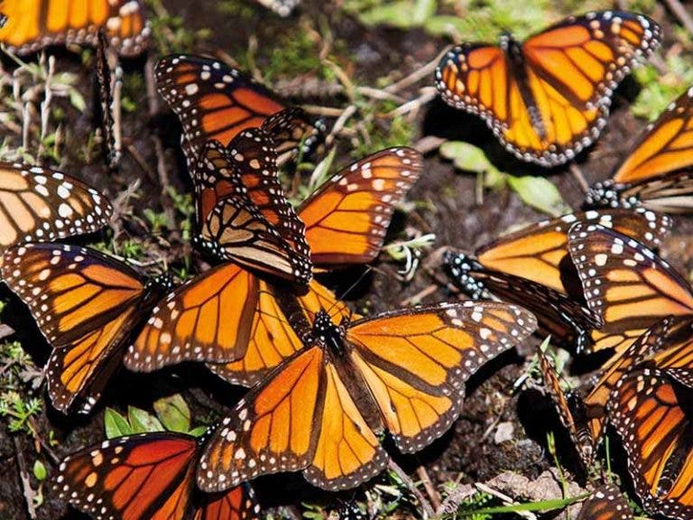 Registran llegada de las primeras mariposas Monarca a México