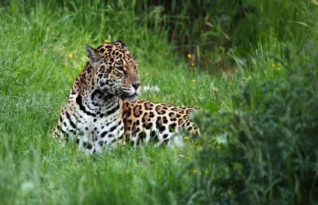 Caza ilegal cobra la vida de jaguar en Guerrero