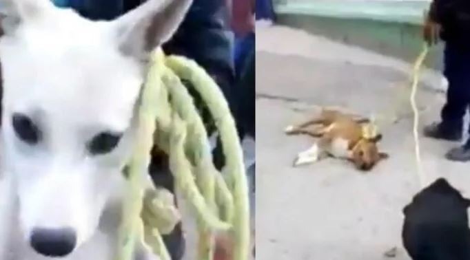 Video: Supuesto sacrificio a perros de una secundaria, en León