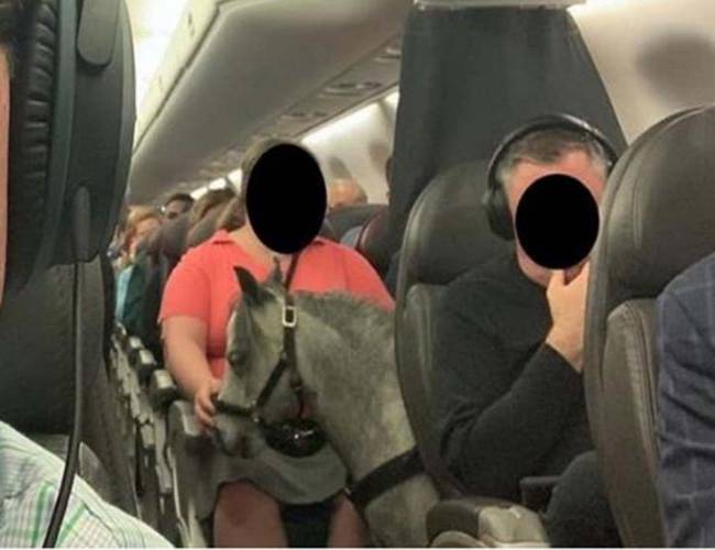 Mujer logra viajar con caballo miniatura en un avión comercial