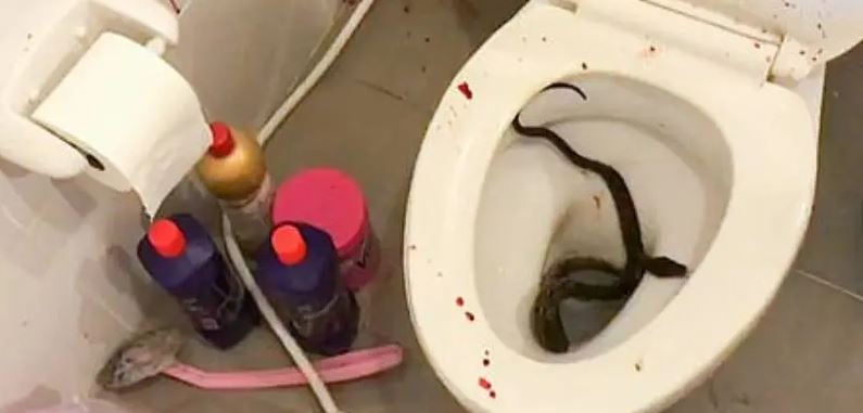 Tailandia: Lo ataca una pitón mientras hacía del baño