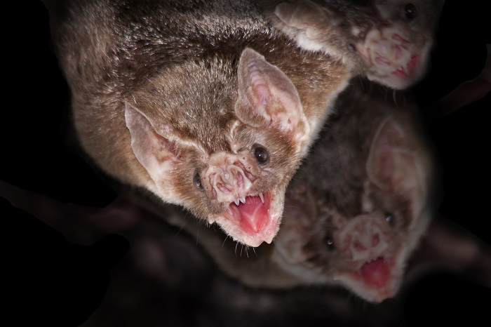 Coronavirus pasó de murciélagos a humanos mediante otro animal, supone OMS