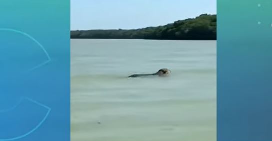 (VÍDEO) Yucatán: Un jaguar fue avistado nadando en la Ría de Celestún