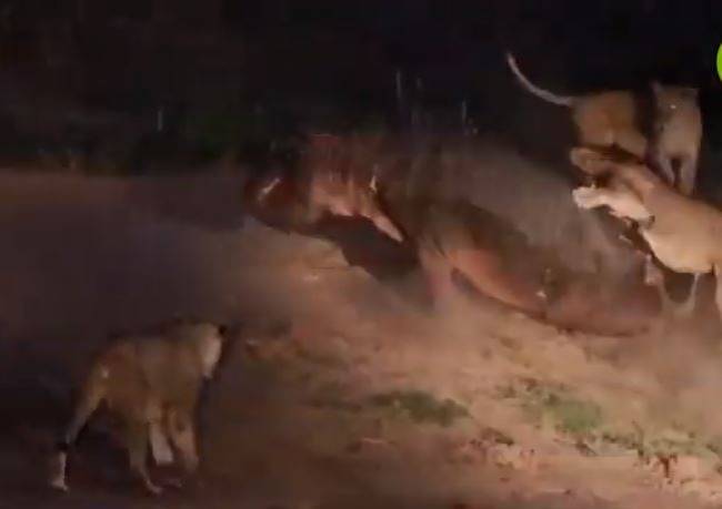 VIDEO: Cinco leones atacan un hipopótamo herido, pero no pueden con él