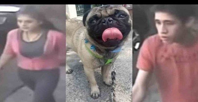 Roban otro perro en CDMX ¿Banda de roba-perros?