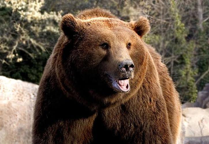 ¡Sorpresa! Científicos entran a una cueva pero un gran oso los sacó del lugar