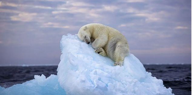 ‘Conmovedora’ foto de un oso polar que ganó el Wildlife Photographer of the Year