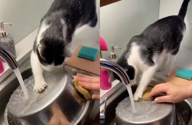 Gato colabora con su dueña para lavar los platos