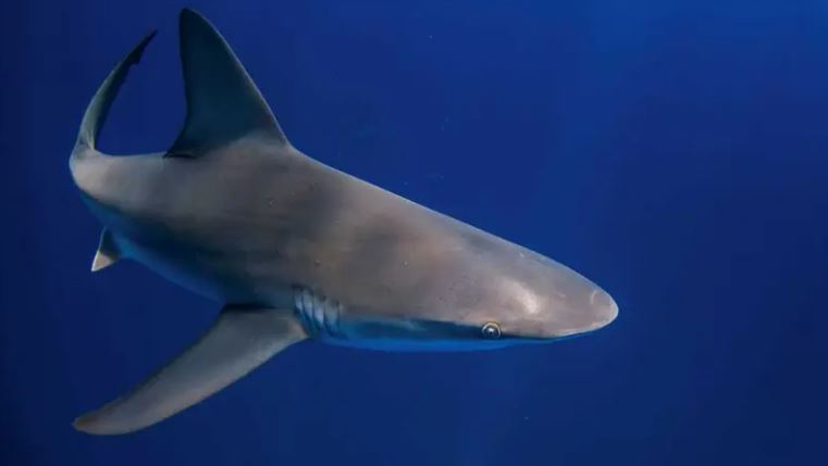 Tiburones frente a las costas de Brasil dan positivo por cocaína