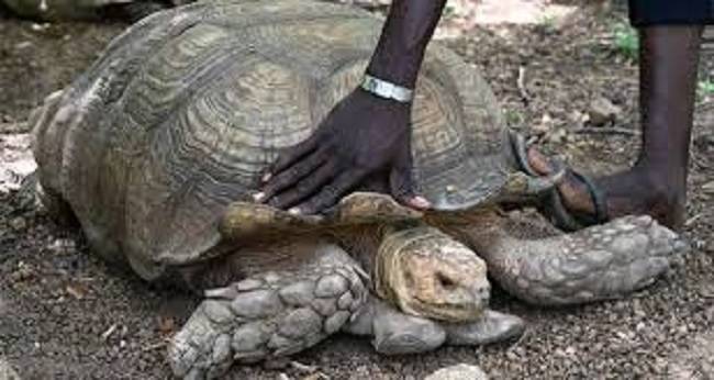 Nigeria: Muere tortuga que sólo tenía 344 años