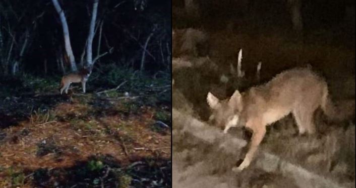 Mérida: Ven a un coyote paseando en zona habitacional