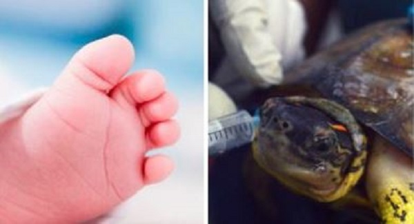 Muere bebé luego de que brujo le dio sangre de tortuga para “curarlo” de Covid