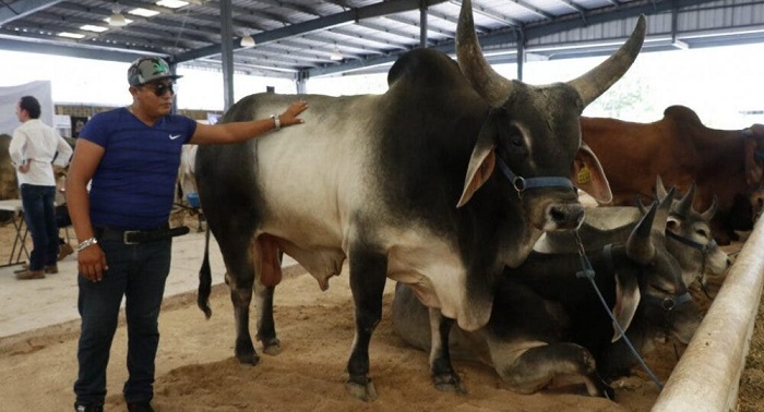 X’matkuil: en vez de feria habrá tianguis ganadero