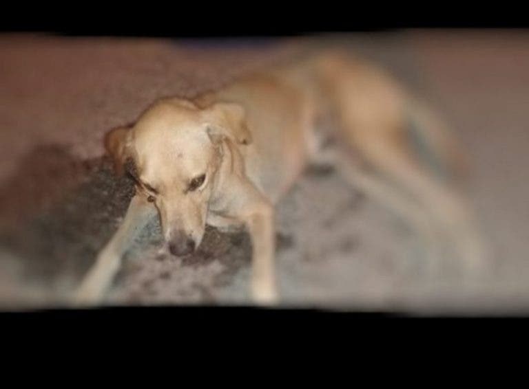 Mérida: Matanza de animales; envenenan a gatos, palomas y perros en Xoclán