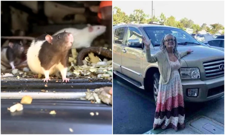 Una mujer vivía con 300 ratas “saludables y bien alimentadas” en su camioneta