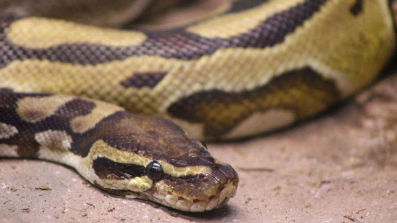 Hombre va al baño y serpiente lo ataca mientras estaba en el inodoro