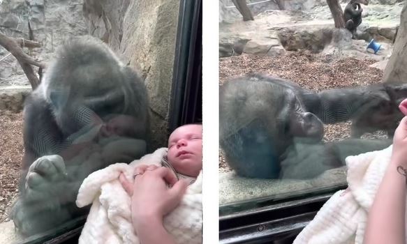 Tierna reacción de una gorila reacciona al ver a un bebé