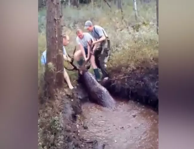 (VIDEO) Ciervo queda atrapado en el fango y cazadores lo rescatan