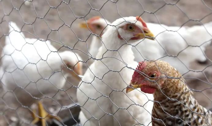 Sonora: Levantan cuarentena tras casos de influenza aviar