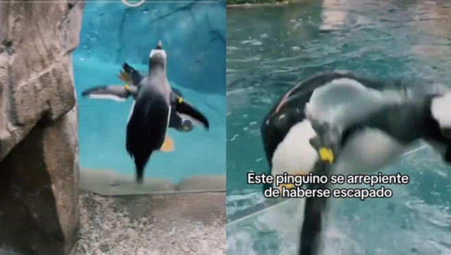 Pingüino escapa de su acuario... Después se arrepiente