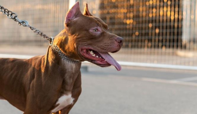 Dos mujeres son brutalmente atacadas por un par de perros