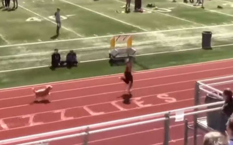 VIDEO: Perrita se cuela en carrera de atletismo y cruza meta en primer lugar