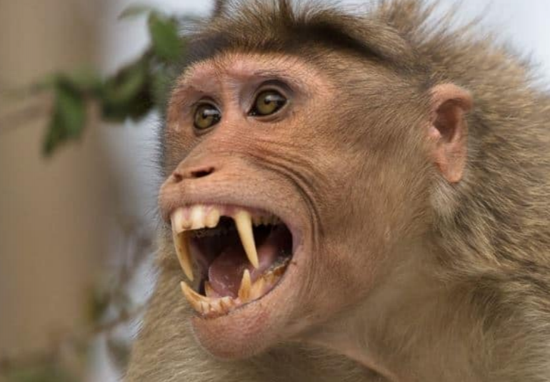 Científicos modifican genes de monos para que sean igual de inteligentes que humanos