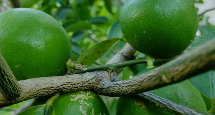 Limón, con precio estable en el mercado de Oxkutzcab