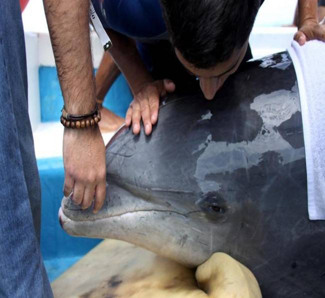 Investiga la muerte de 279 delfines en el Golfo de México