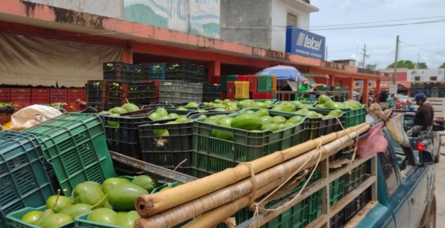 Aguacate doble cosecha se adapta de forma exitosa al clima del sur de Yucatán