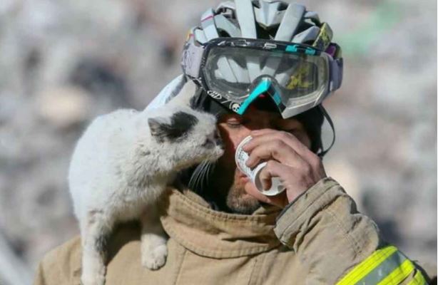 (VÍDEO) Turquía: Gatito 'se pega' a rescatista que lo salvó de entre los escombros