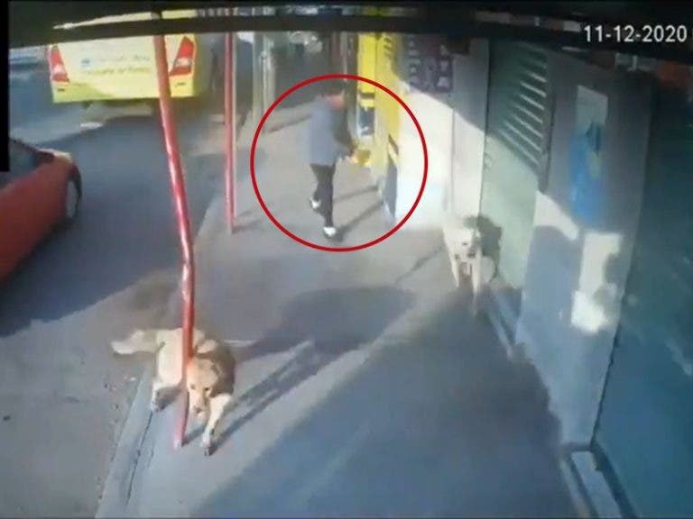 Mujer malvada arroja, sin motivo alguno, agua a dos perritos de la calle