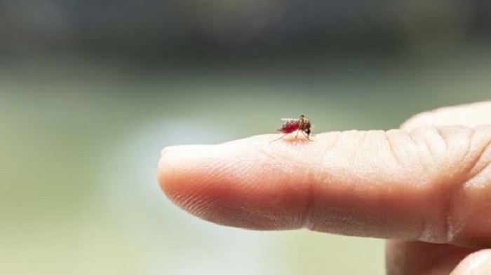 No todo es COVID: ¡Vacuna contra el dengue tiene 62% de efectividad!