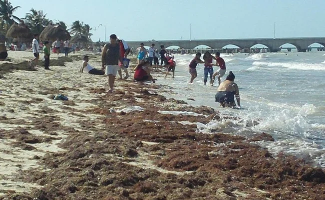 Yucatán: Semar advierte del arribo masivo de sargazo