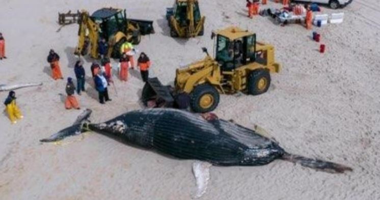 Gripe aviar ya mató delfines y ballenas: temen que mute y desate pandemia en humanos