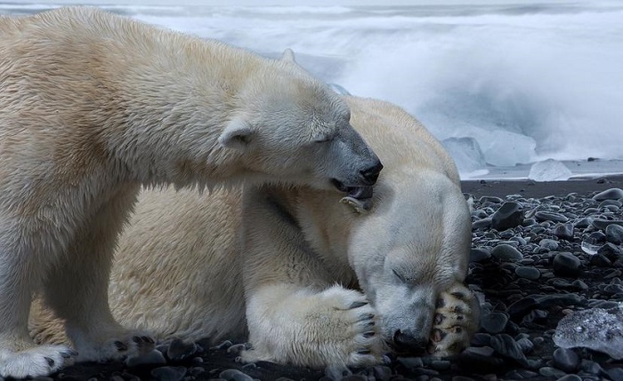 Osos polares en peligro de extinción tras cambio climático, advierte estudio