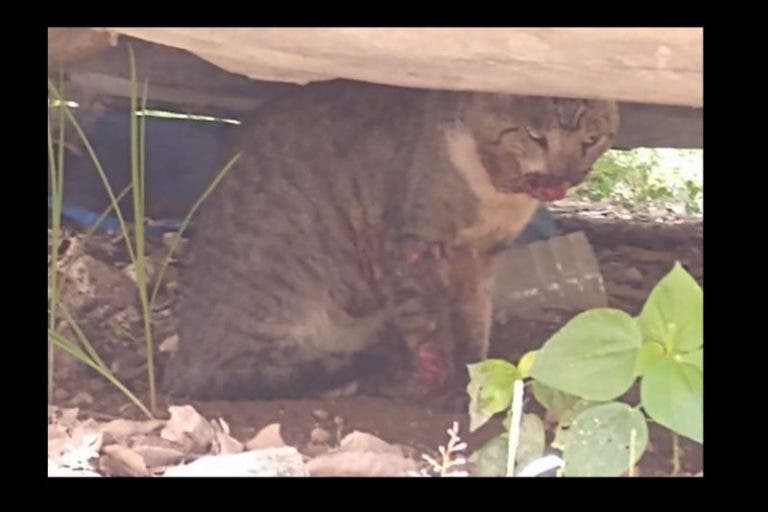 Mérida: Queman perros y gatos en la Bojórquez; ofrecen recompensa