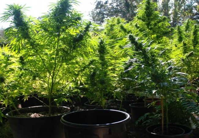 Ciudadanos delatan existencia de un plantío de mariguana en Baca