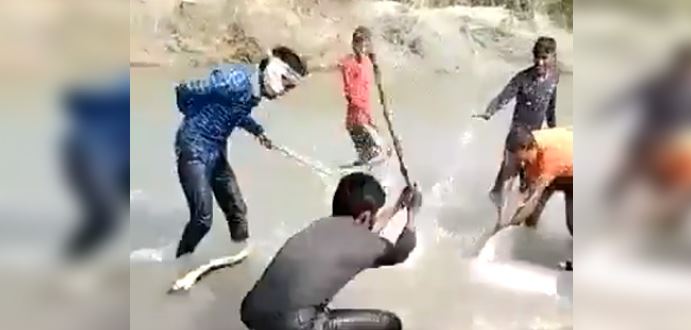 Arrestan a 3 hombres por matar a trancazos a un delfín
