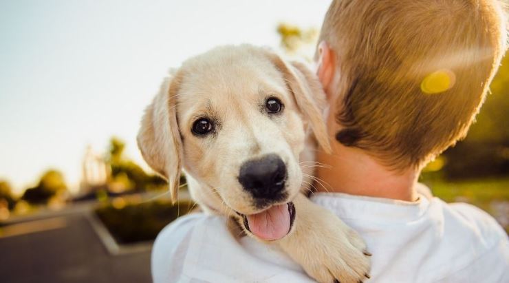 Así es como los perros escogen a su persona favorita; por eso te siguen