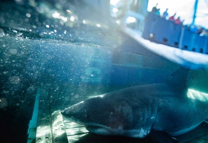 Enorme tiburón blanco merodea en el Golfo de México