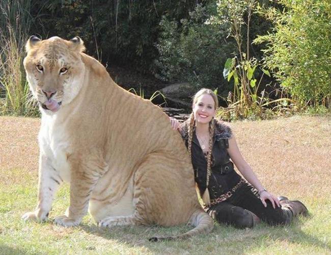 Sorprendente felino creado por el hombre por extraño cruce de león con tigresa