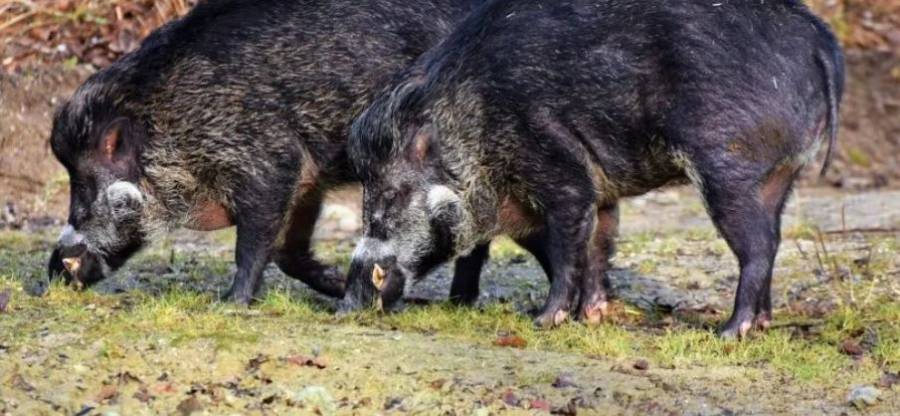 Manada de cerdos salvajes mata a mujer en Texas