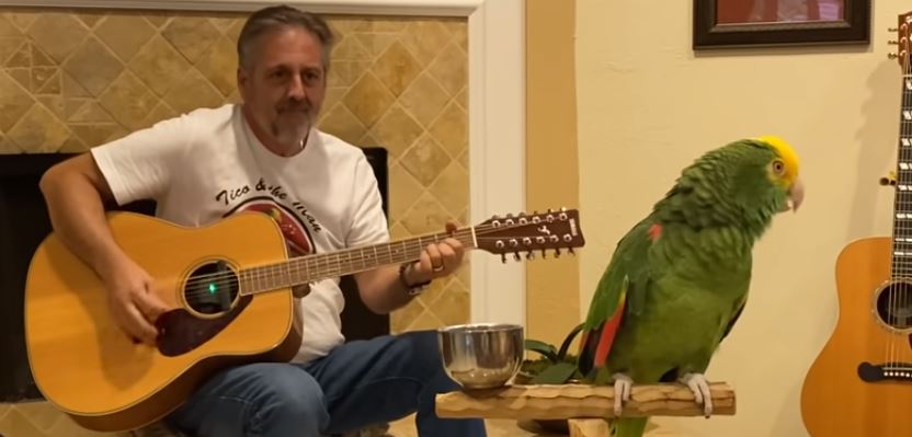 VIDEO: Un loro canta rock clásico con acompañamiento de guitarra