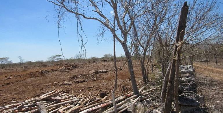 ¡Terrible daño al ecosistema! Están dejando sin árboles parte de Izamal con tala masiva