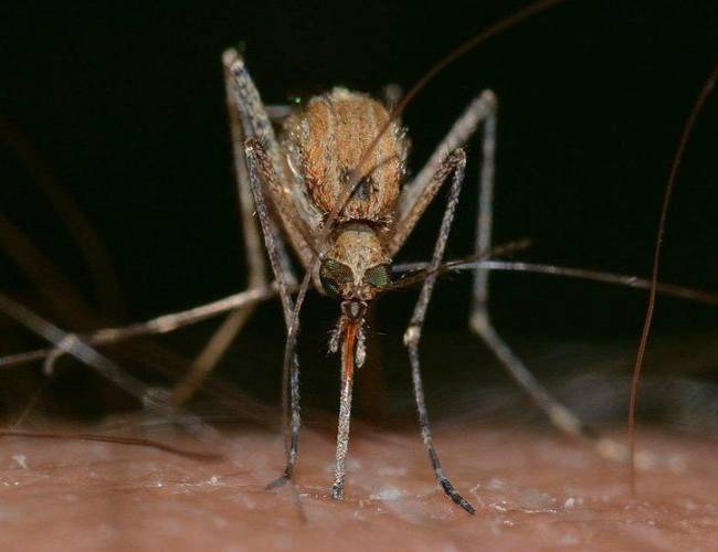 Por estas razones te pican los mosquitos