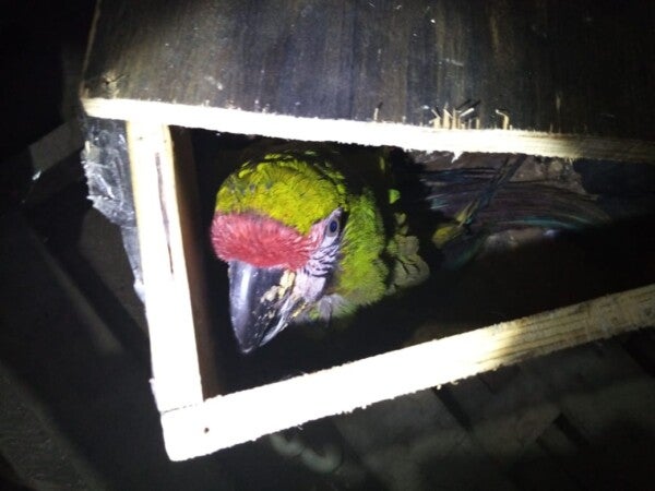 Mérida: Guardia Nacional decomisa a una guacamaya verde en el aeropuerto