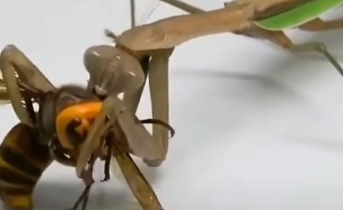(VIDEO) Viralizan pelea entre una mantis religiosa y una "avispa asesina"