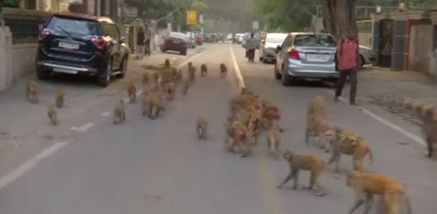 Batalla entre monos salvajes dejó dos personas muertas en India